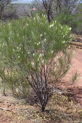 Grevillea obliquistigma