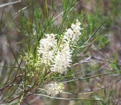 Grevillea obliquistigma