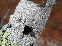 Lepra trachythallina