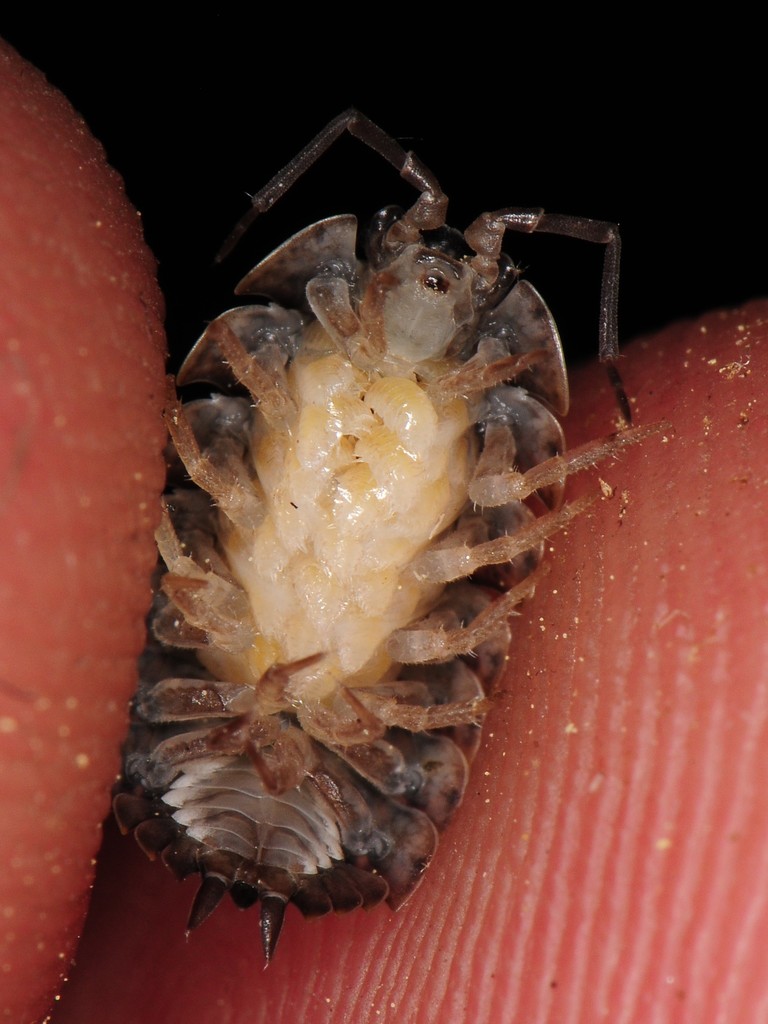 Rathki’s Woodlouse (Terrestrial Isopods (Oniscidea) of North America ...