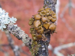 Tuckermanella fendleri