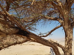 Vachellia tortilis raddiana
