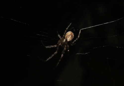 Red-sided Sector Spider