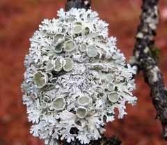 Imshaugia placorodia
