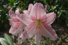 Hippeastrum reticulatum