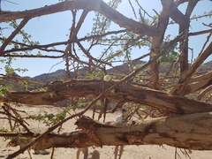 Vachellia tortilis raddiana