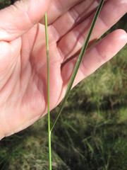 Eriochloa sericea