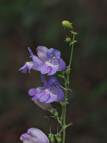 New Mexico Beardtongue (Penstemon neomexicanus)