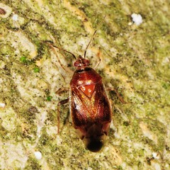 Deraeocoris