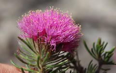 Melaleuca trichophylla