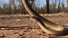 Pseudechis australis