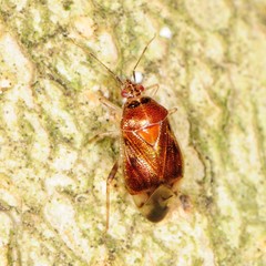 Deraeocoris