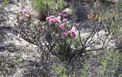 Melaleuca trichophylla