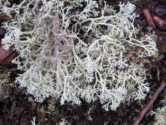 Cladonia submitis