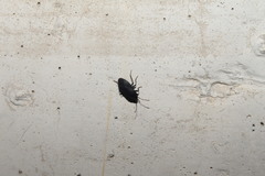 Lethaeus cribratissimus