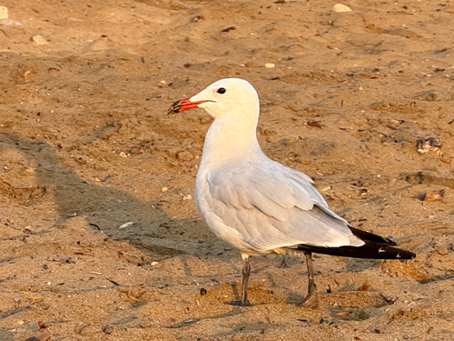 Gaviota de Audouin (Larus audouinii)