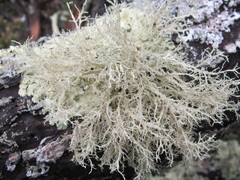 Ramalina willeyi