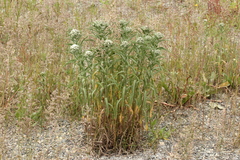 Achillea alpina camtschatica