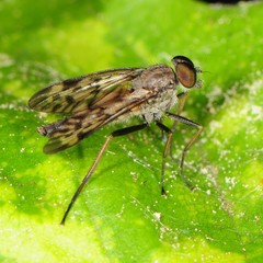 Rhagio punctipennis