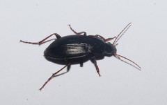 Calathus fuscipes graecus