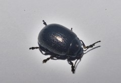 Chrysolina vernalis