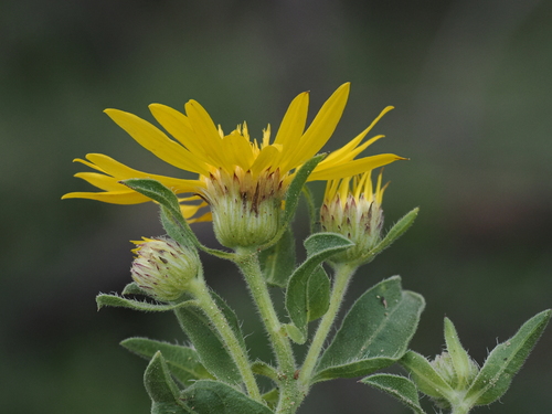 White Mountains Hairy Goldenaster (Heterotheca sierrablancensis)