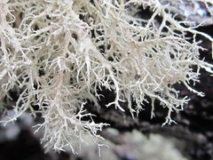 Ramalina willeyi
