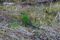 Cyanoramphus auriceps