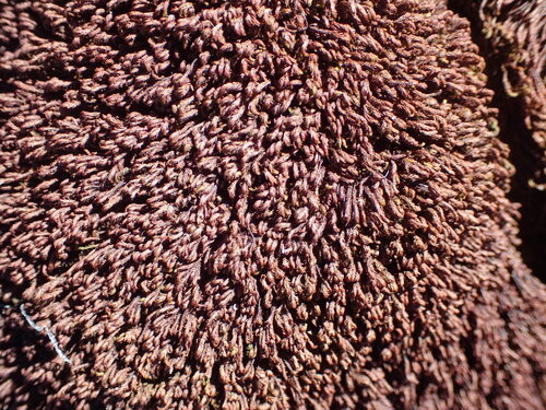 Andreaea nivalis observed 2025-08-10