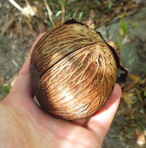 Cerbera odollam