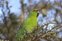 Cyanoramphus auriceps