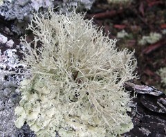Ramalina willeyi