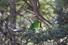 Cyanoramphus auriceps