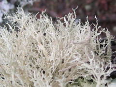 Ramalina willeyi