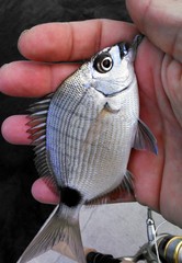 Diplodus holbrookii
