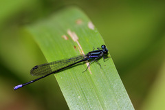 Argia johannella