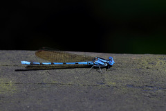 Argia fissa