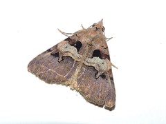 Avatha noctuoides