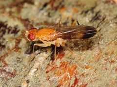 Clusiidae