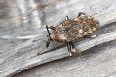 Rhynchodes ursus