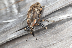 Rhynchodes ursus