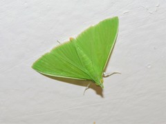 Parotis punctiferalis