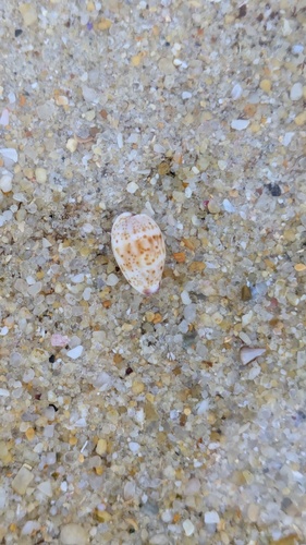 Cypraea hammondae observed 2025-08-10