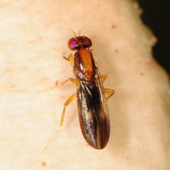 Clusiidae