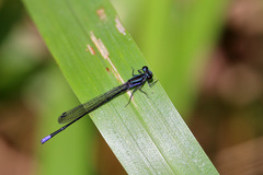 Argia johannella