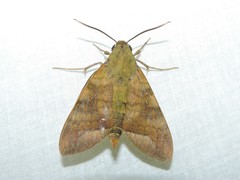 Nephele hespera