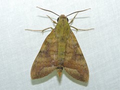 Nephele hespera