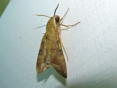 Nephele hespera