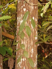 Vanilla planifolia