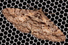 Boarmia suasaria